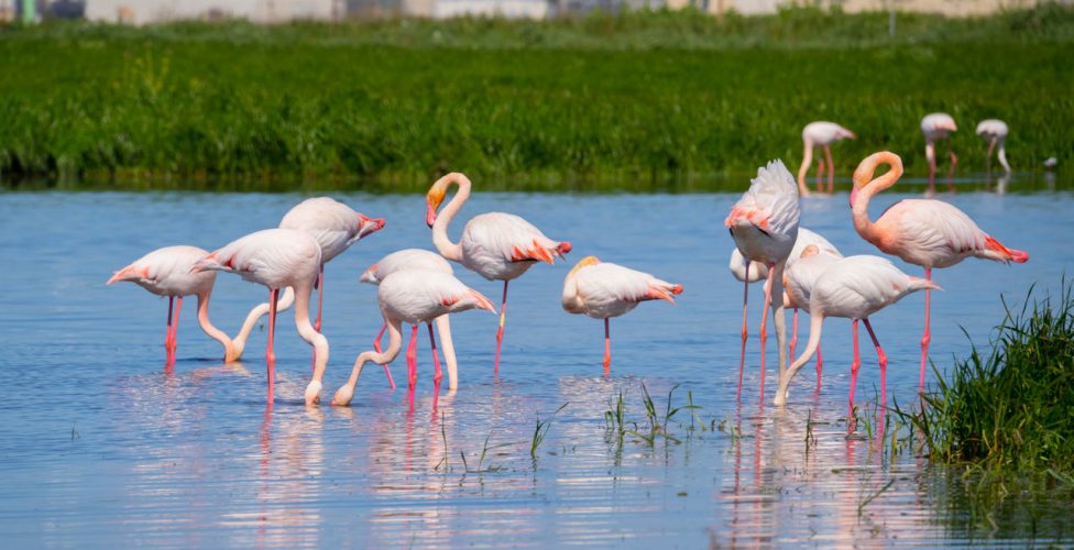 Fenicotteri Rosa - Golfo di Oristano, Sardegna