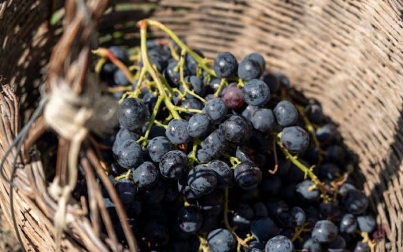 Noto DOC: between baroque and aromatic grapes