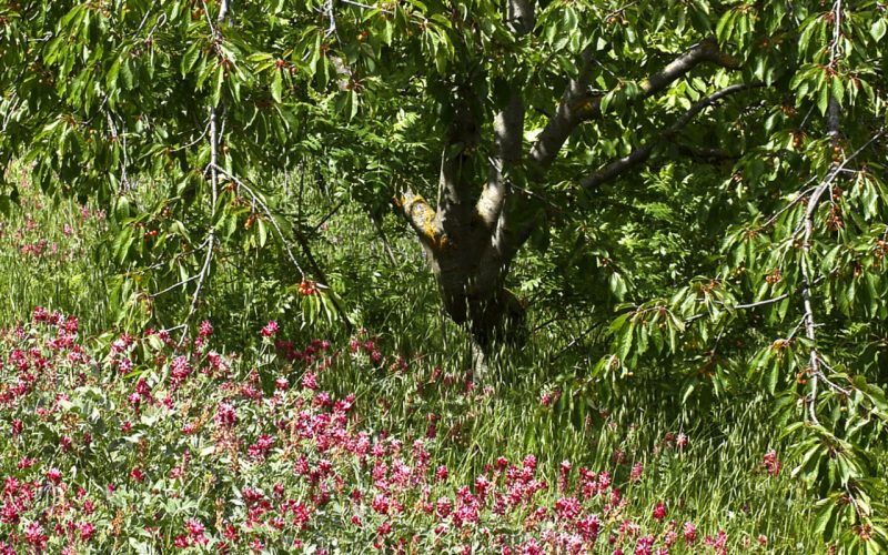 foto per visitsicily - 3 Sulle Orme di San Bernardo -  P.Barone Campofiorito