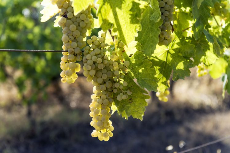 Vernaccia