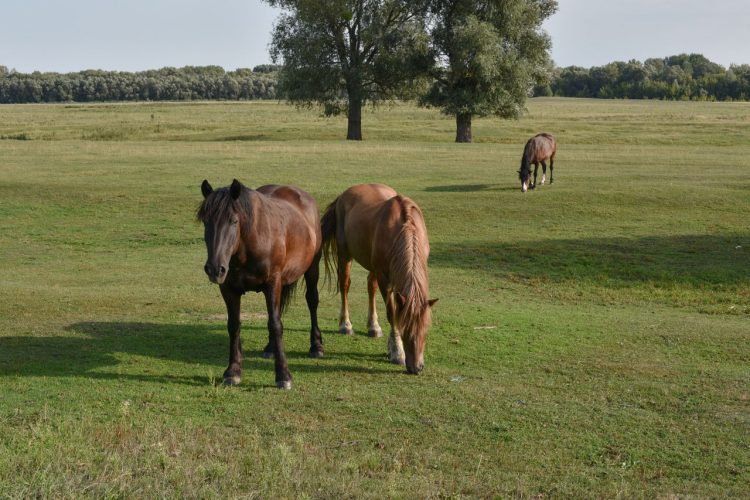Horse on a summer pasture. Horse in the village