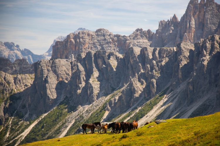 Horses in the beautiful Dolomites