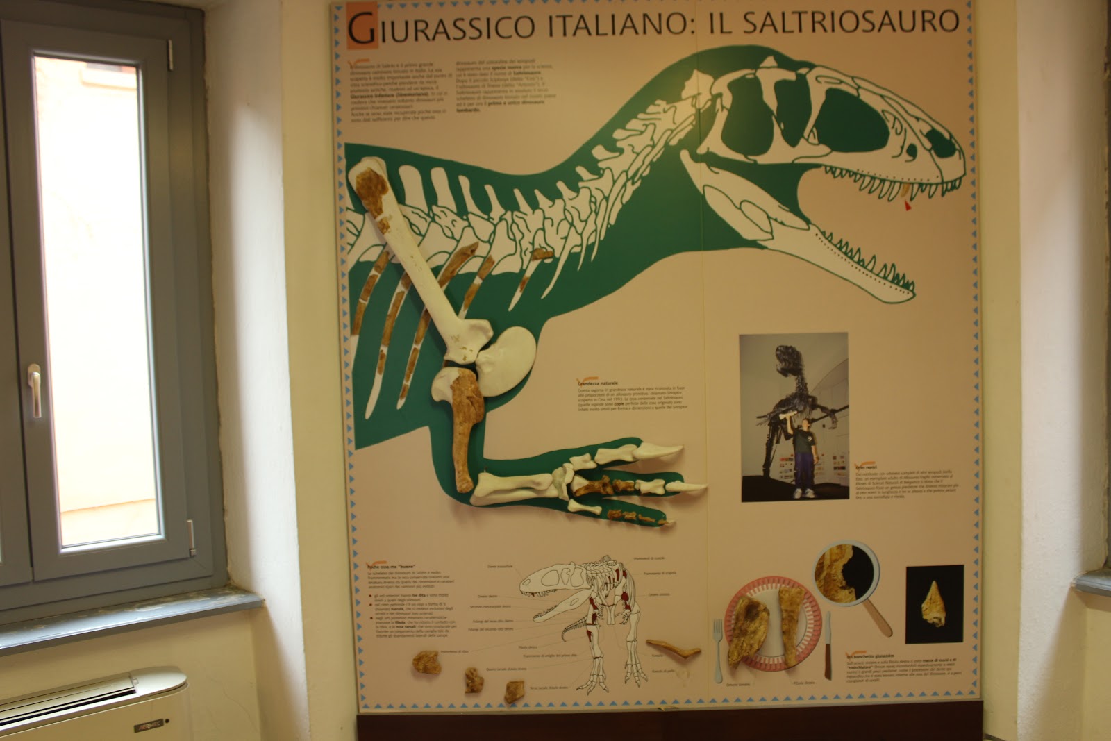 Museo Civico dei Fossili di Besano, Besano Italia.it
