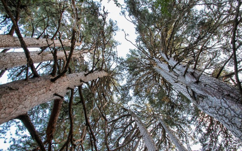 Centro de Visita de Cupone-Fossiata-Gigantes da Sila-Centro de Visita de Cupone