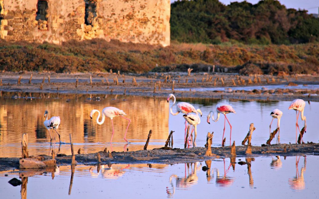 15 BEST THINGS TO DO IN CAGLIARI SARDINIA BY A LOCAL visual data 4